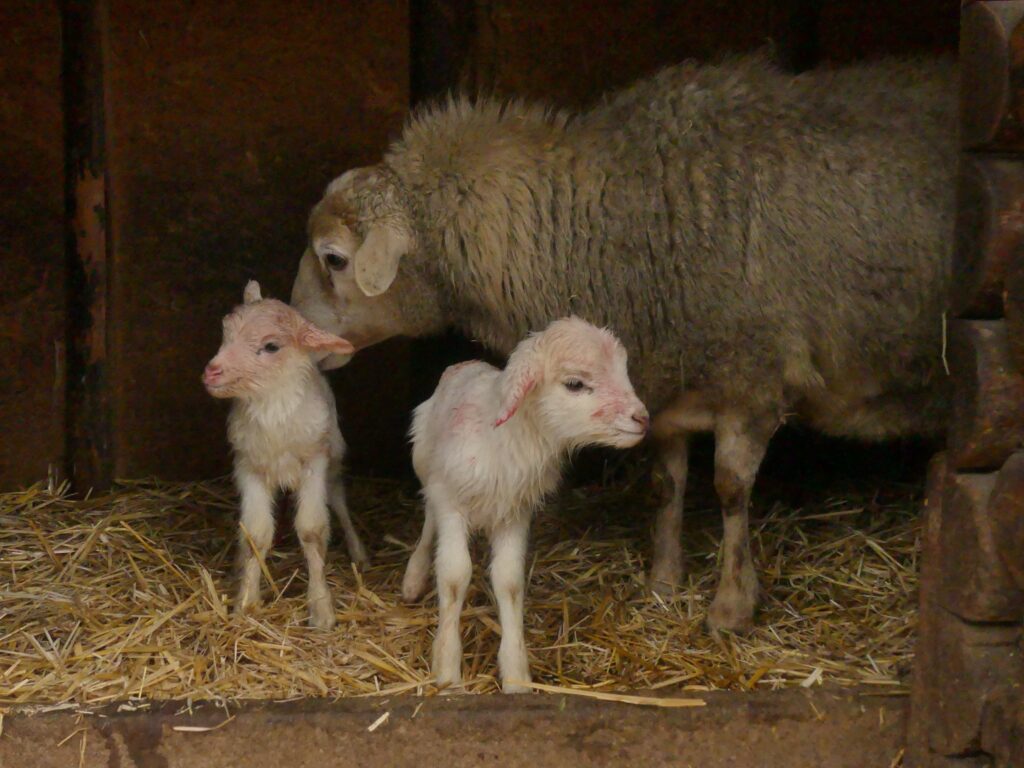 В Одеському зоопарку — поповнення: на світ з’явилися ягнята