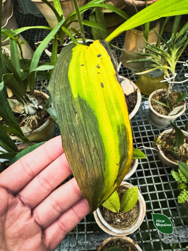 Колекція рідкісних рослин під загрозою: Одеський ботсад підтримав київських колег Колекція рідкісних рослин під загрозою: Одеський ботсад підтримав київських колег