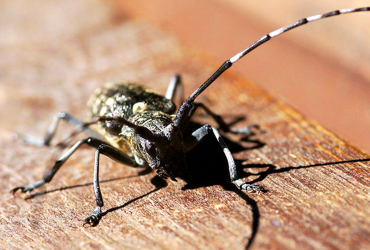 Обережно, шкідники: вусачі та короїди можуть потрапити до домівок жителів Одещини