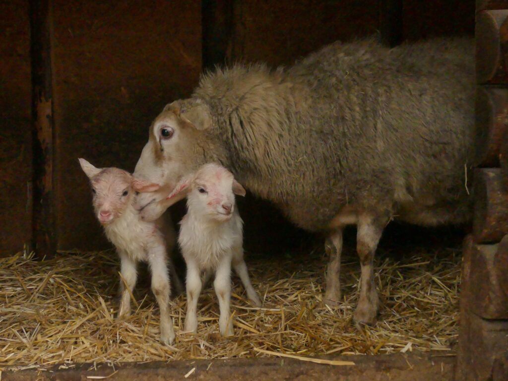 В Одеському зоопарку — поповнення: на світ з’явилися ягнята