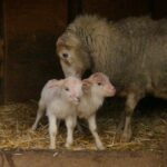 В Одесском зоопарке — пополнение: на свет появились ягнята