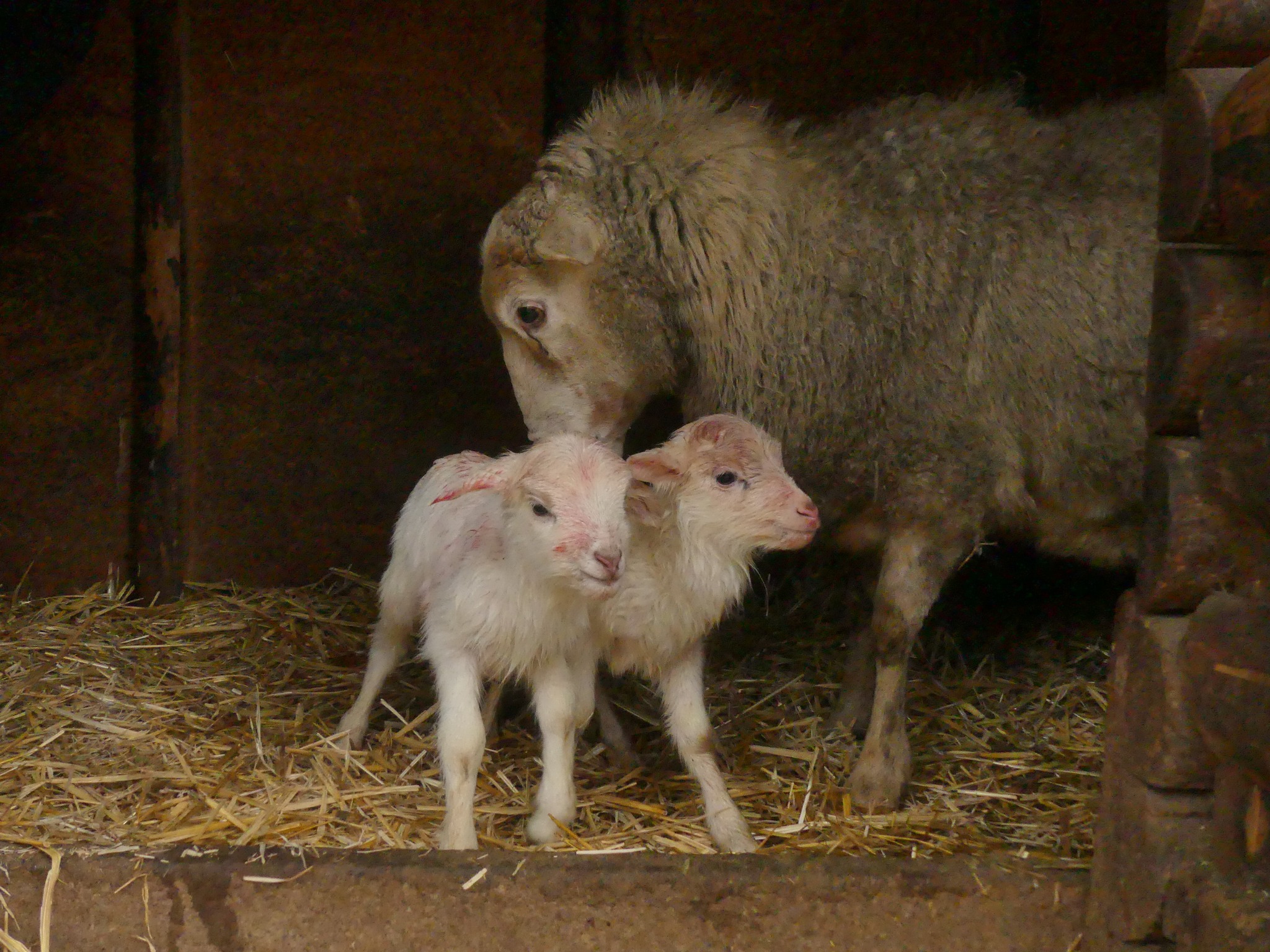 В Одеському зоопарку — поповнення: на світ з’явилися ягнята