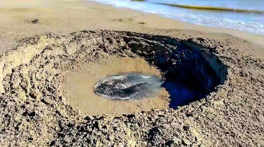 Дельфіни та птахи потерпають від вибухів: еколог про вплив війни на фауну Одещини