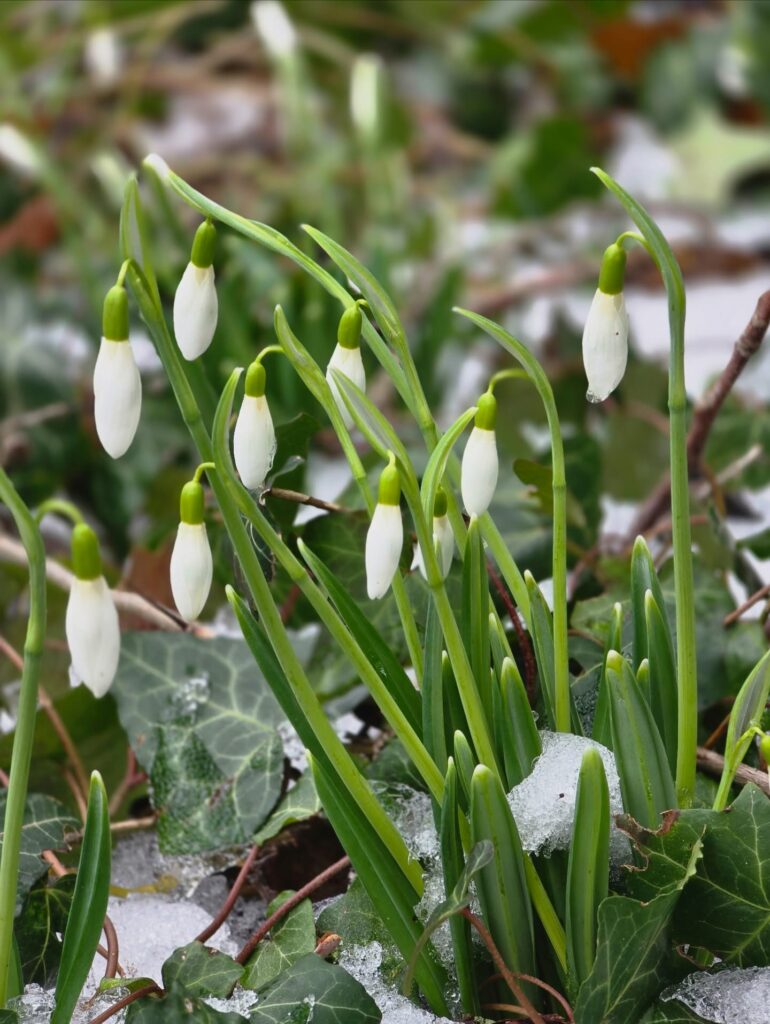 Весна вже близько: в Одеському ботсаду розквітли перші підсніжники
