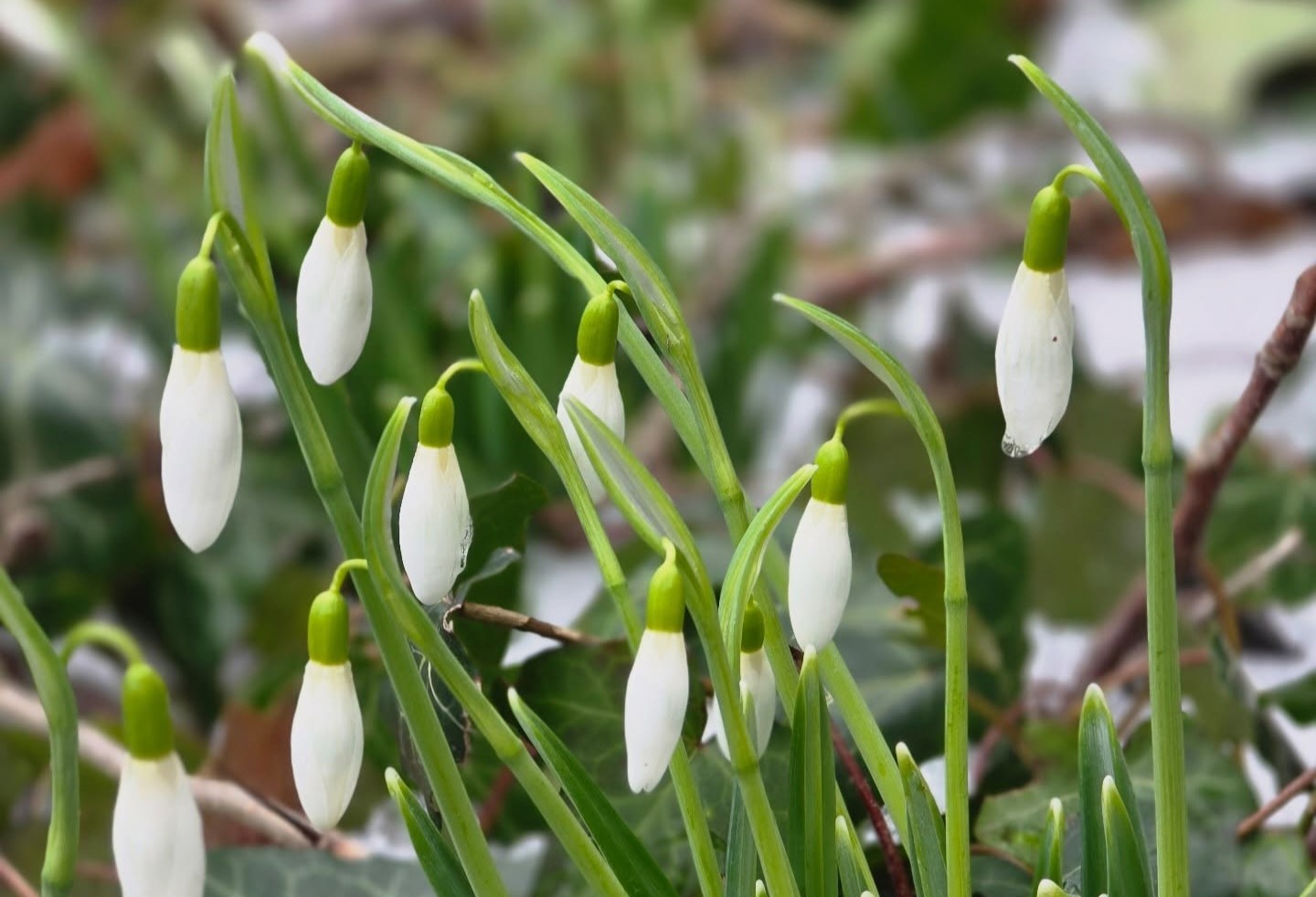 Весна вже близько: в Одеському ботсаду розквітли перші підсніжники