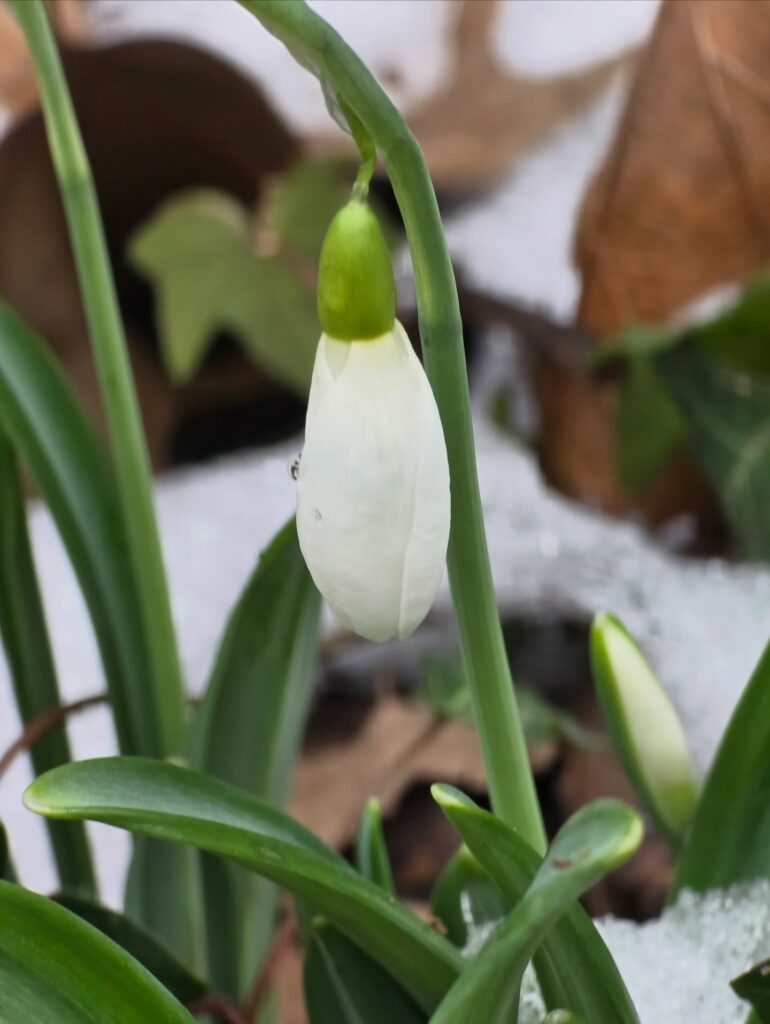 Весна вже близько: в Одеському ботсаду розквітли перші підсніжники