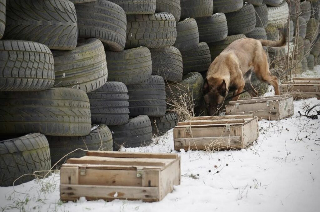 Лави прикордонників Одещини поповнили службові собаки (фото)