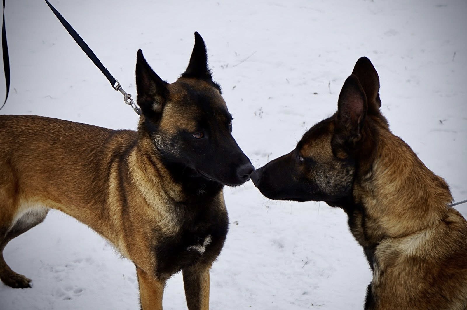 Лави прикордонників Одещини поповнили службові собаки (фото)