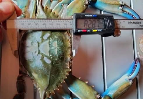 В Нацпарку на Одещині вперше виявили блакитного краба В Нацпарку на Одещині вперше виявили блакитного краба