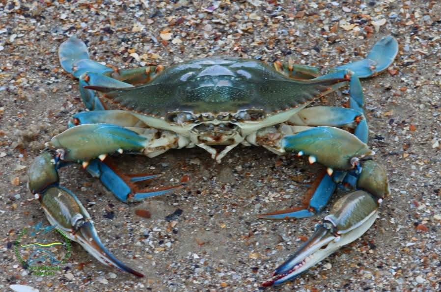 В Нацпарку на Одещині вперше виявили блакитного краба В Нацпарку на Одещині вперше виявили блакитного краба