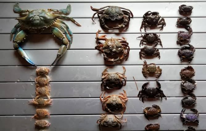 В Нацпарку на Одещині вперше виявили блакитного краба В Нацпарку на Одещині вперше виявили блакитного краба