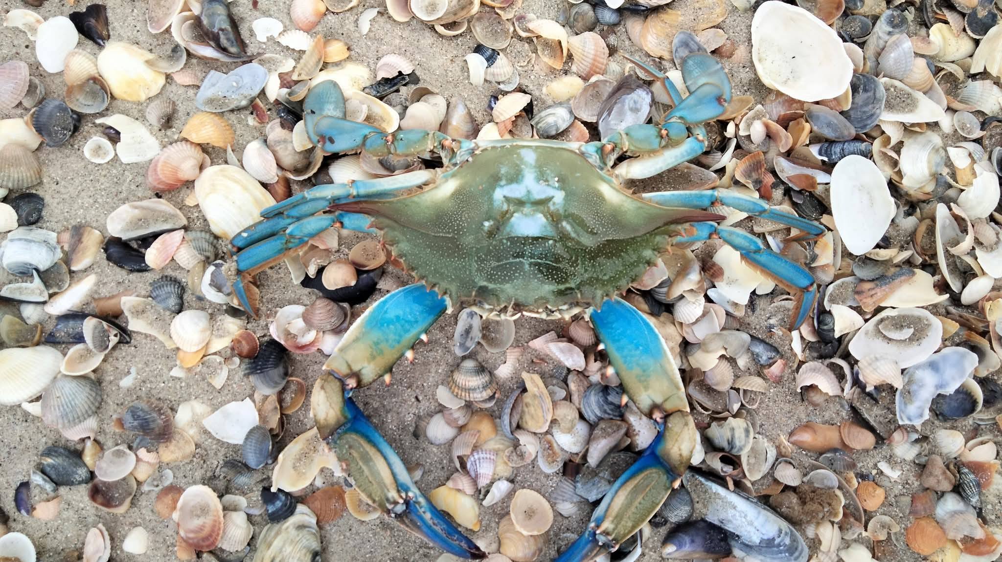 В Нацпарку на Одещині вперше виявили блакитного краба В Нацпарку на Одещині вперше виявили блакитного краба