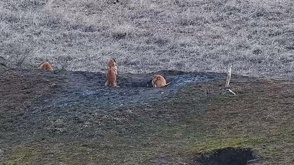 На Одещині після зимової сплячки прокинулися бабаки