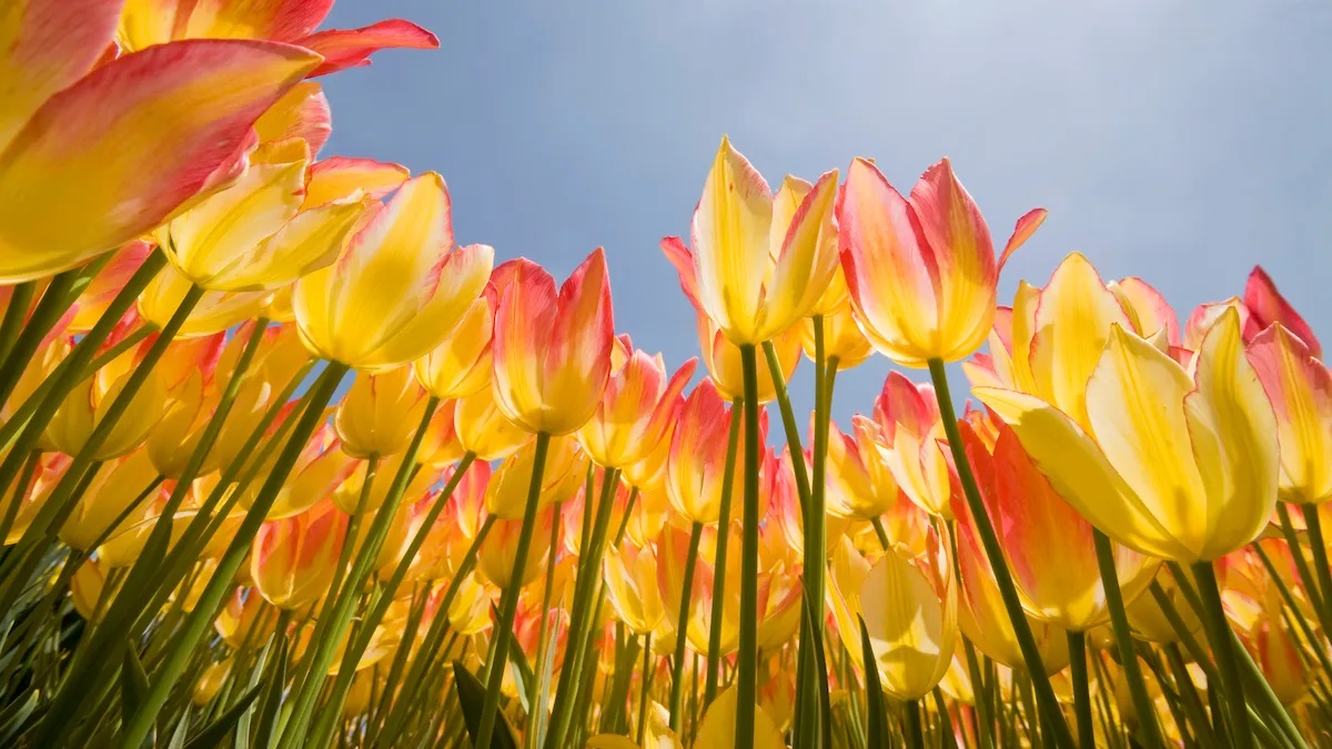 Весняне тепло та ранковий туман: якою буде погода в Одесі та області 1 березня Весняне тепло та ранковий туман: якою буде погода в Одесі та області 1 березня