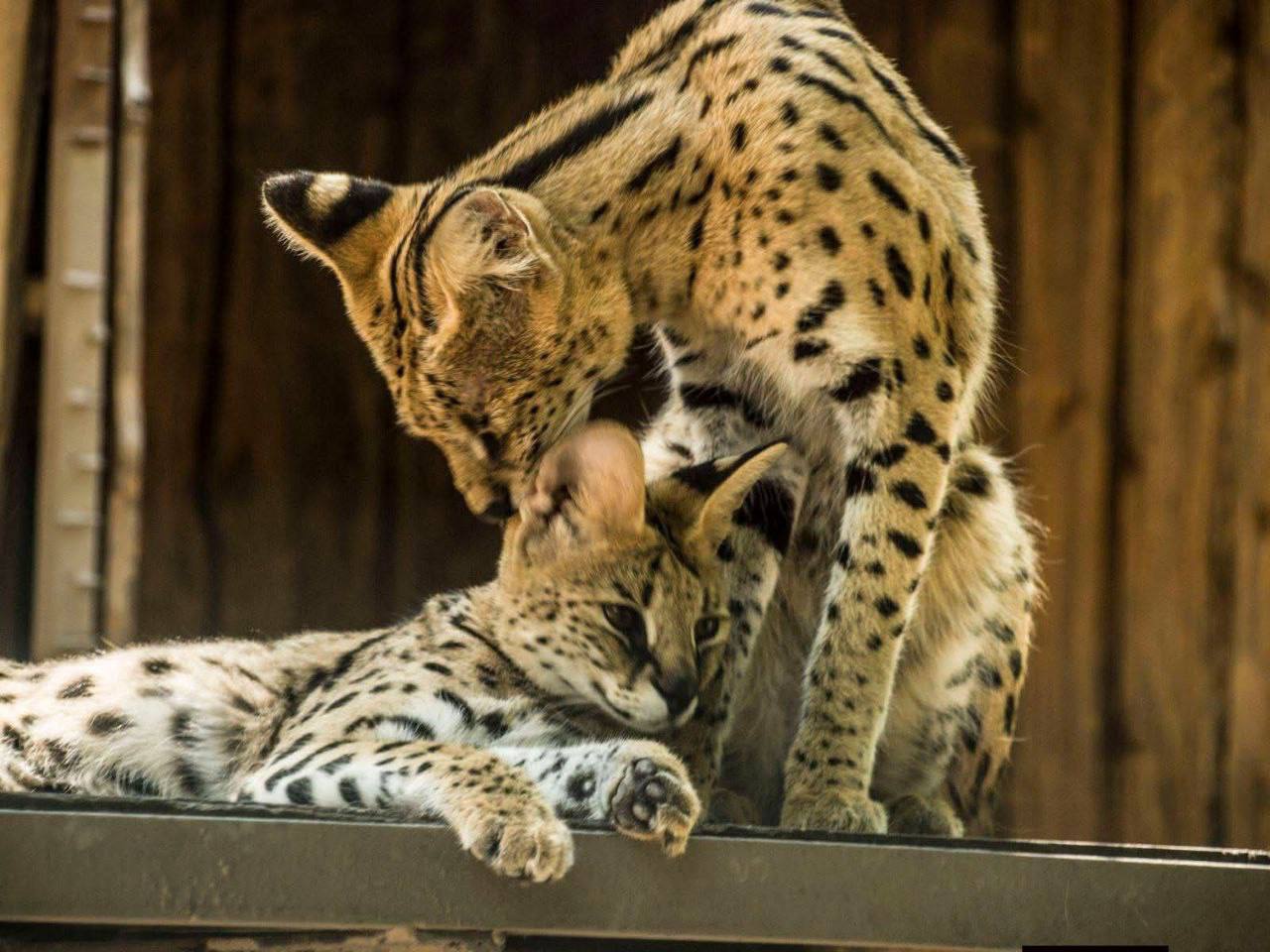 «Пара года-2026»: в Одесском зоопарке стартовал традиционный фотоконкурс