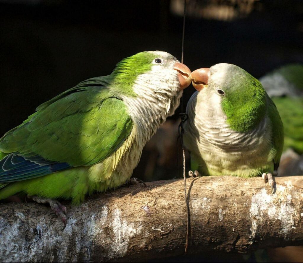 «Пара года-2026»: в Одесском зоопарке стартовал традиционный фотоконкурс