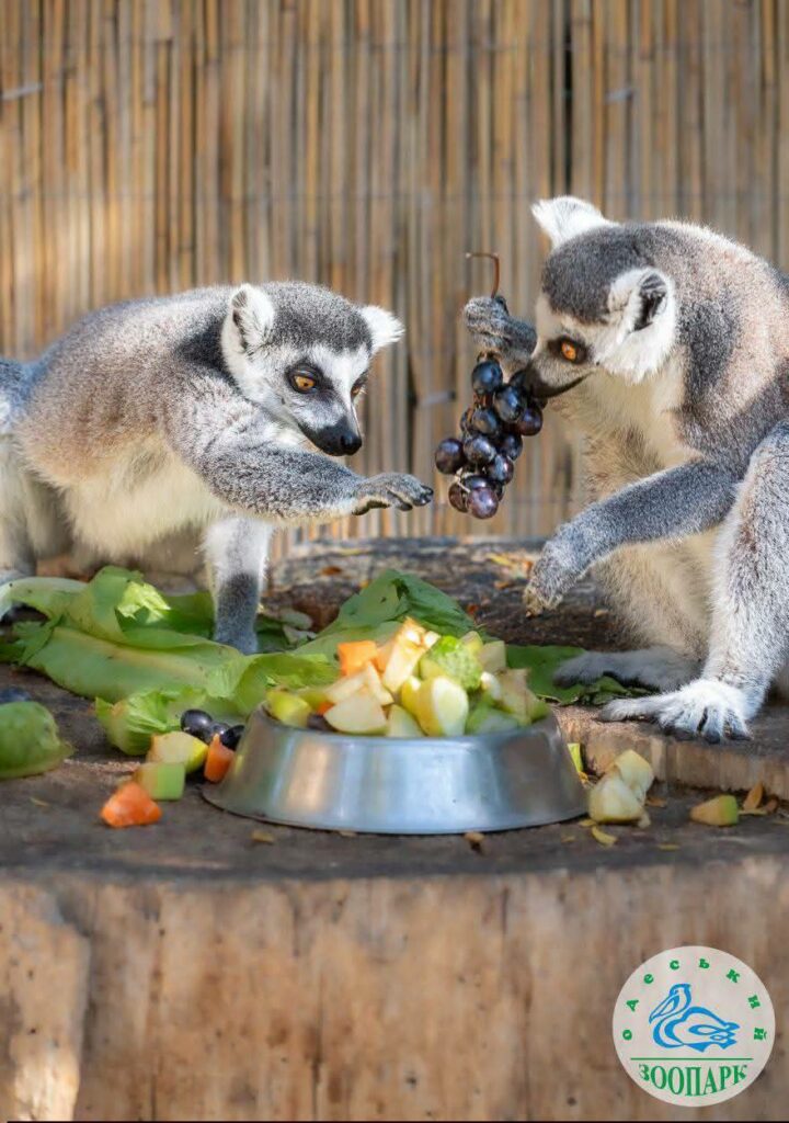 «Пара года-2026»: в Одесском зоопарке стартовал традиционный фотоконкурс