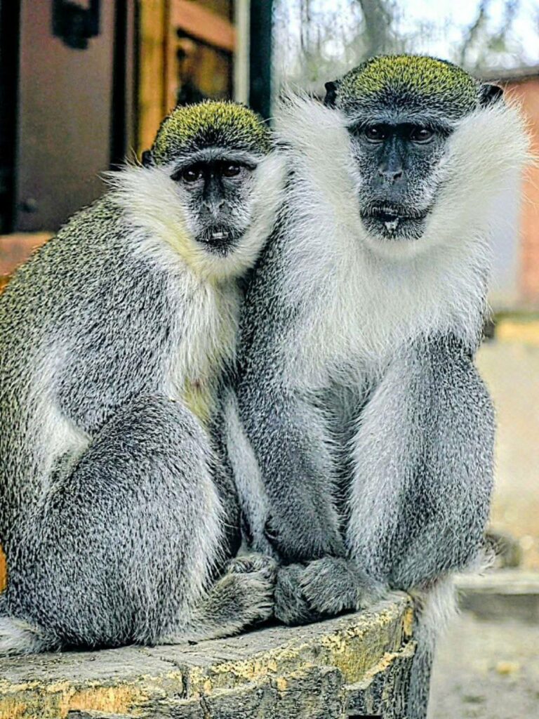 «Пара года-2026»: в Одесском зоопарке стартовал традиционный фотоконкурс