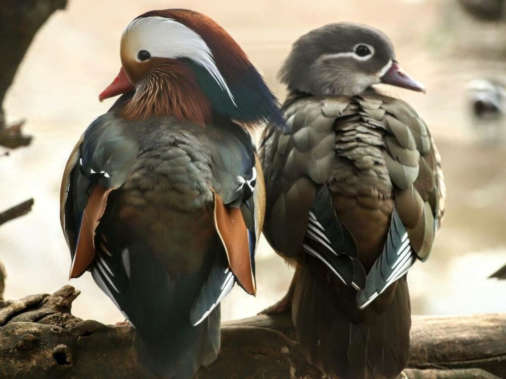 «Пара года-2026»: в Одесском зоопарке стартовал традиционный фотоконкурс