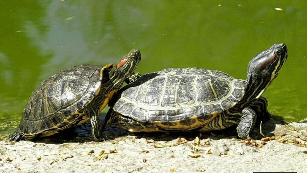 «Пара года-2026»: в Одесском зоопарке стартовал традиционный фотоконкурс