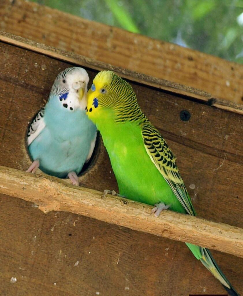 «Пара года-2026»: в Одесском зоопарке стартовал традиционный фотоконкурс