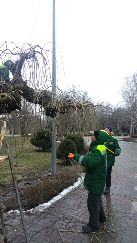 В Одессе омолаживают 130-летние софоры: коммунальщики начали подрезку деревьев