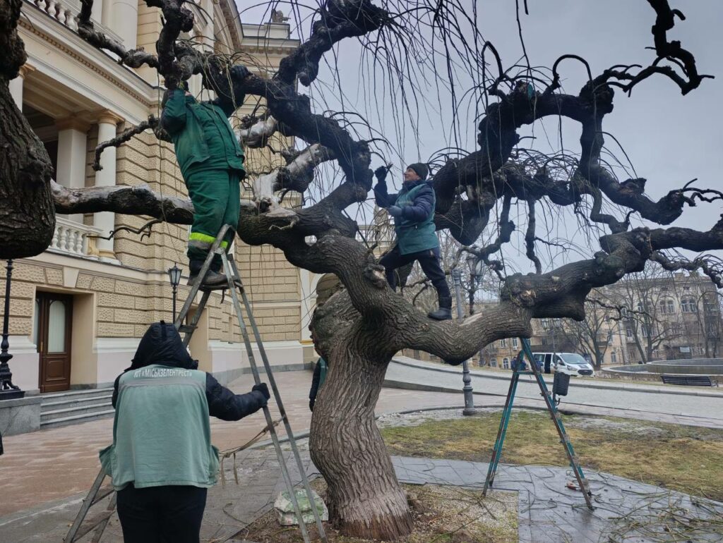 В Одессе омолаживают 130-летние софоры: коммунальщики начали подрезку деревьев