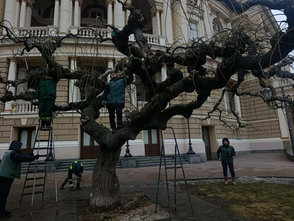 В Одессе омолаживают 130-летние софоры: коммунальщики начали подрезку деревьев