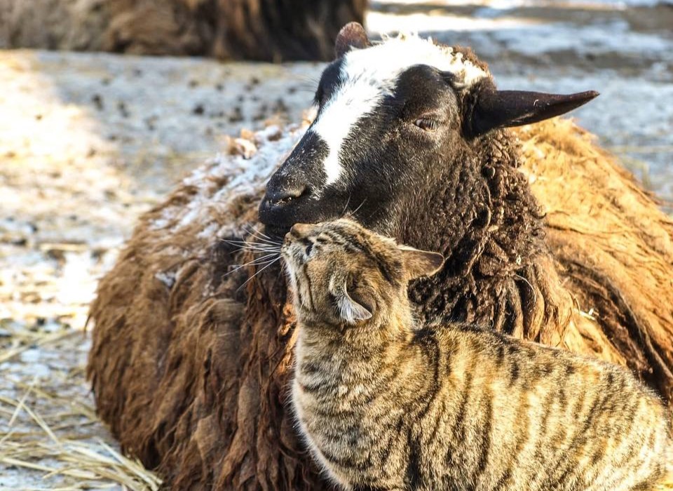 В Одеському зоопарку оголосили результати конкурсу «Пара року»