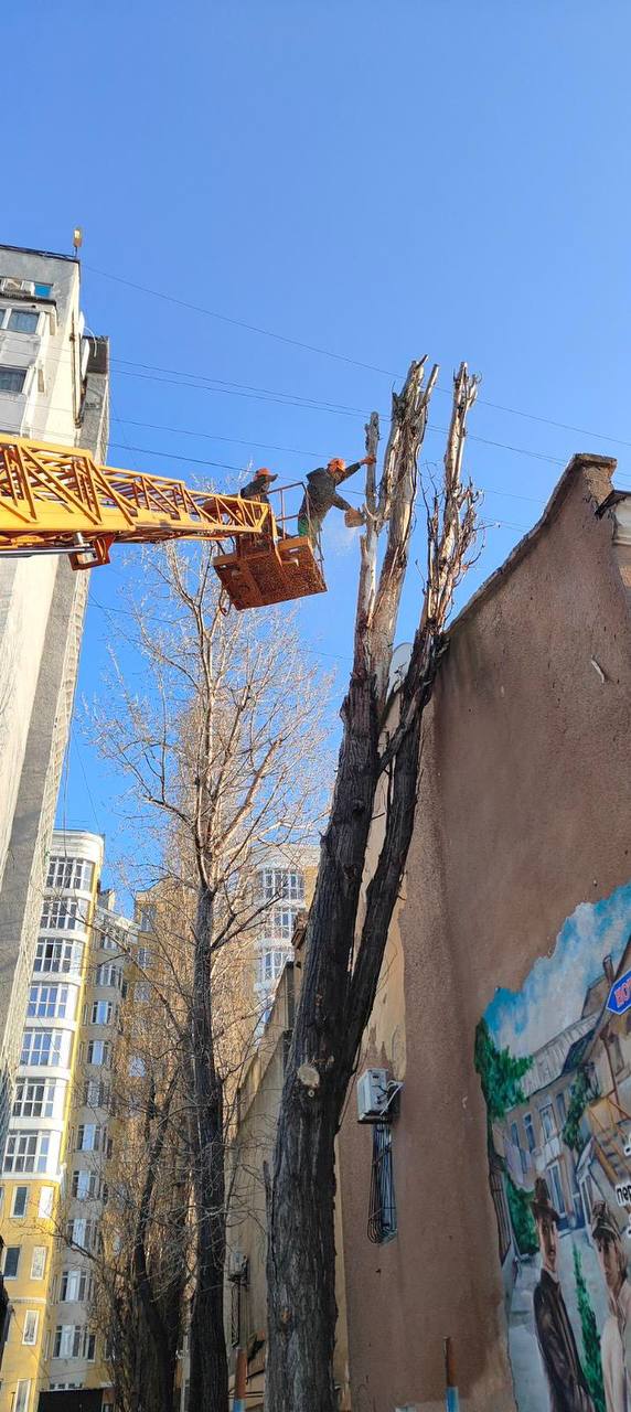 Ожеледь в Одесі поламала дерева та великі гілки (фото) Ожеледь в Одесі поламала дерева та великі гілки (фото)