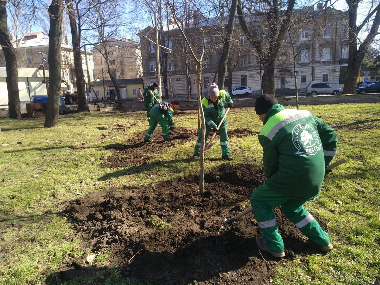 В Одесі з початку року висадили три сотні дерев