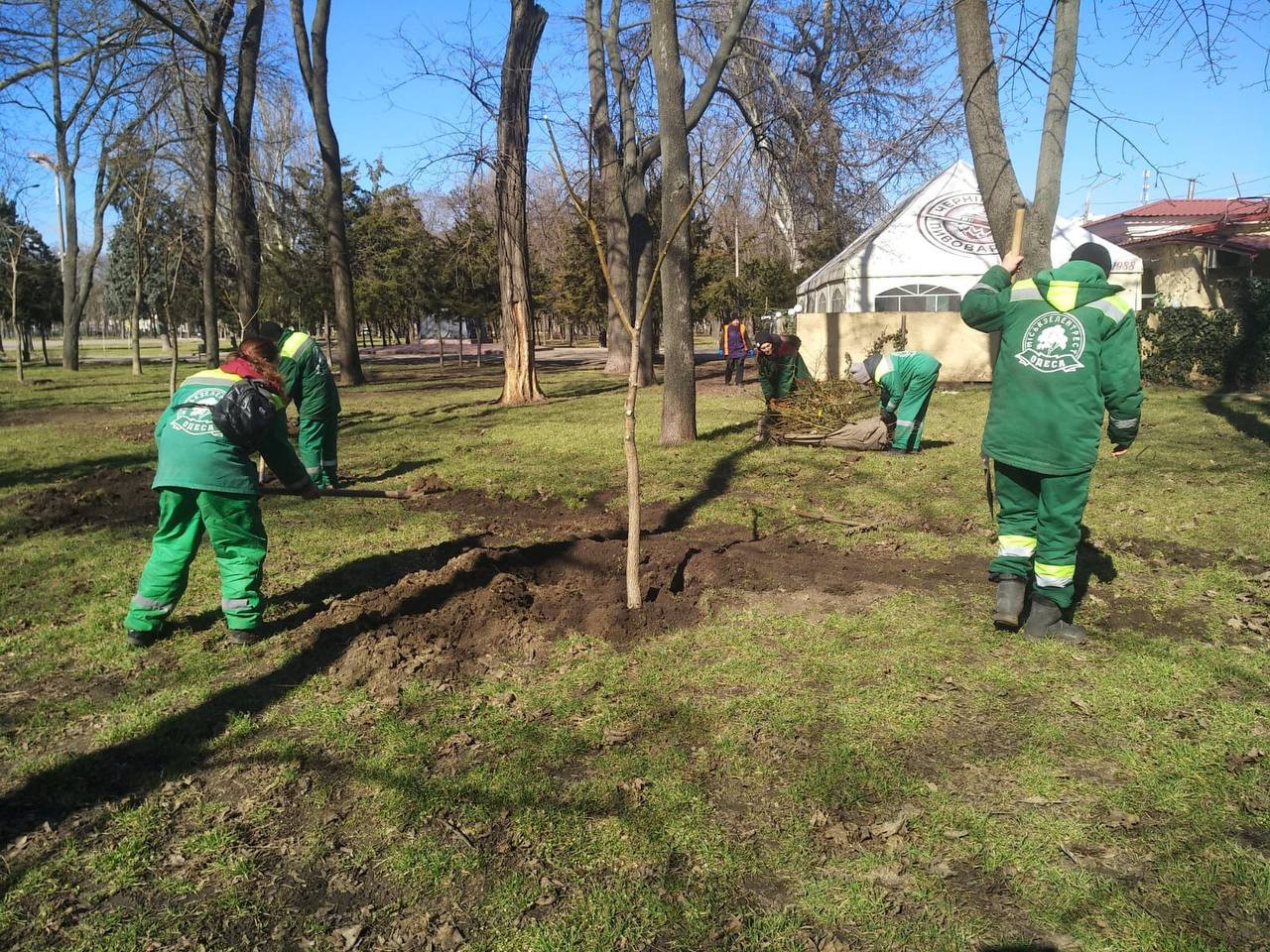 В Одесі з початку року висадили три сотні дерев