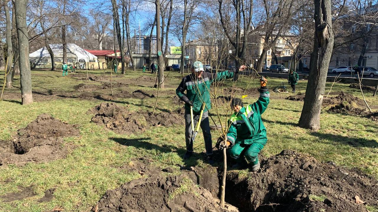 В Одесі з початку року висадили три сотні дерев