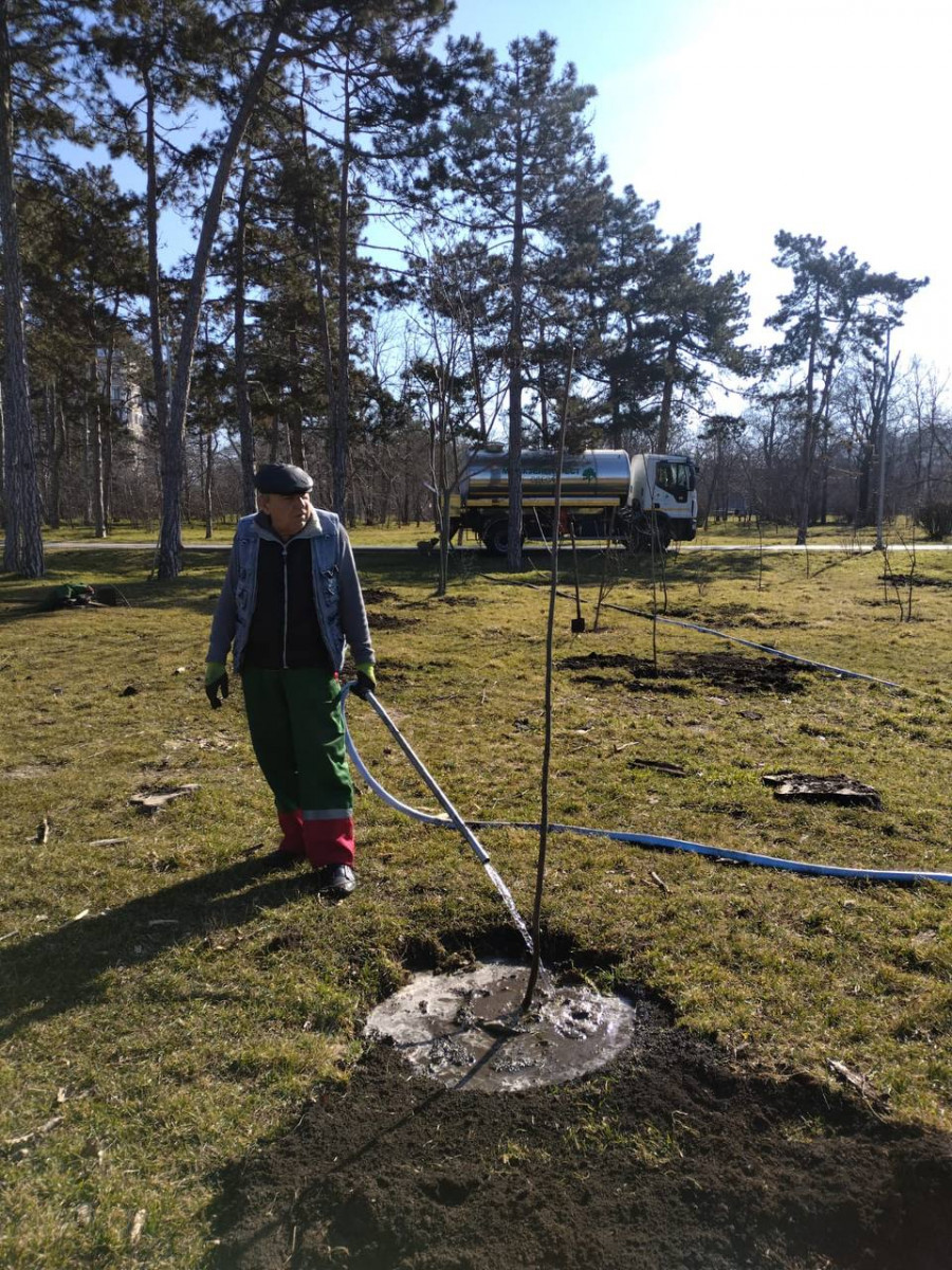 В Одесі з початку року висадили три сотні дерев