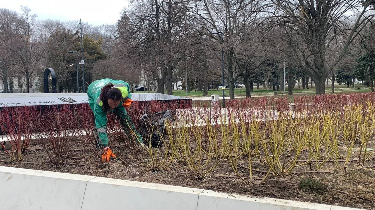 Одеські озеленювачі висадили 1010 кущів бруслини