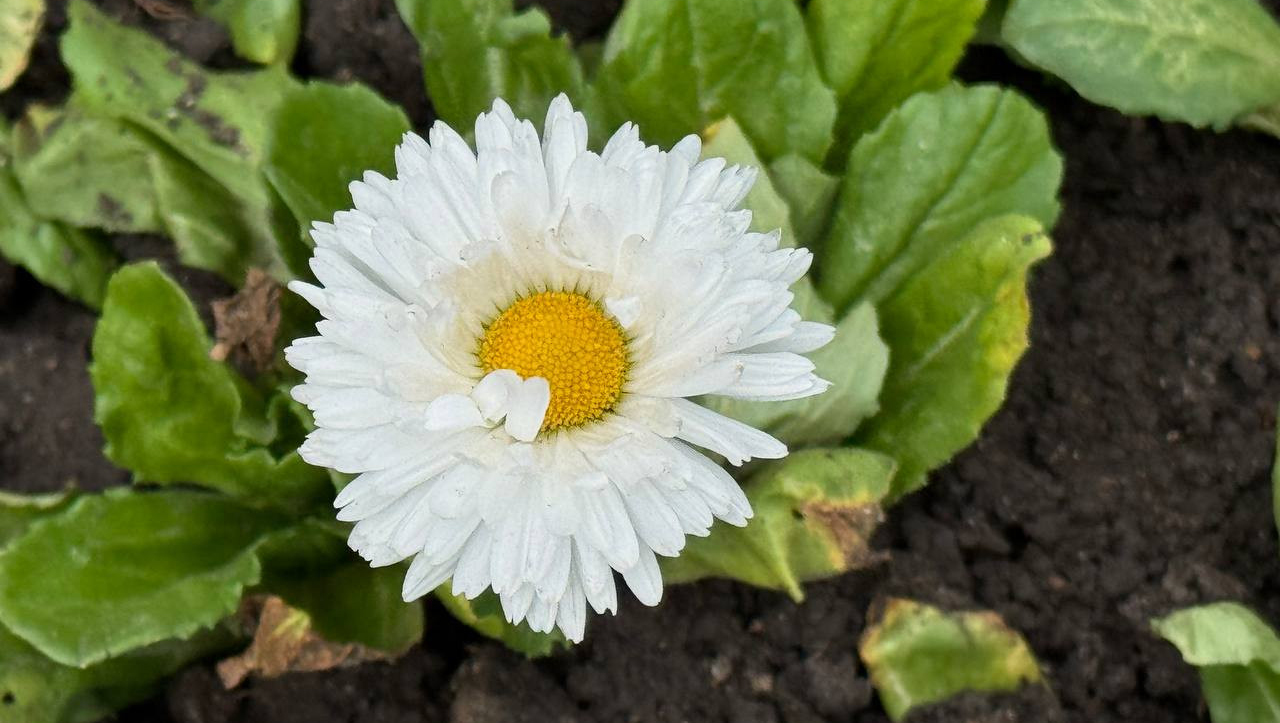 В Одесі висадили 65 дерев і кущів та продовжили весняне озеленення