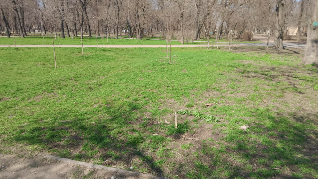 В Одессе вандалы сломали молодые деревья в парке Преображенский