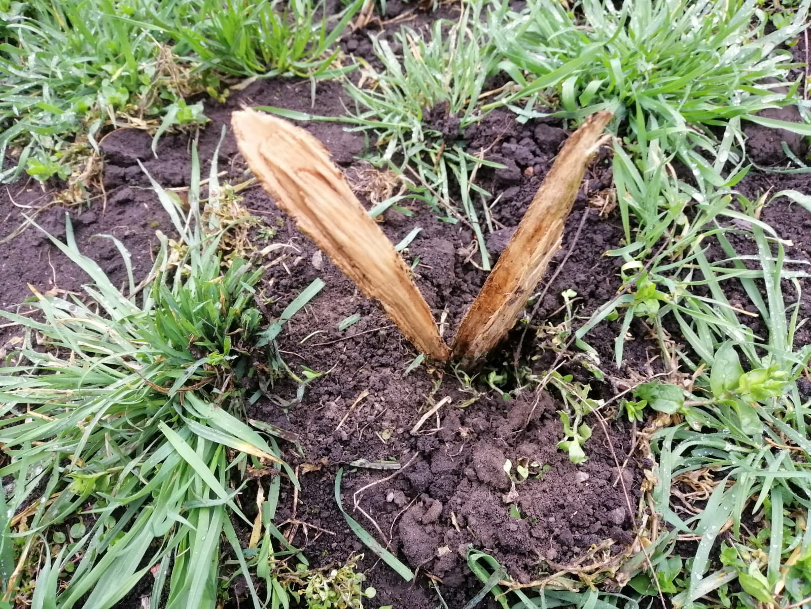 В Одессе вандалы сломали молодые деревья в парке Преображенский