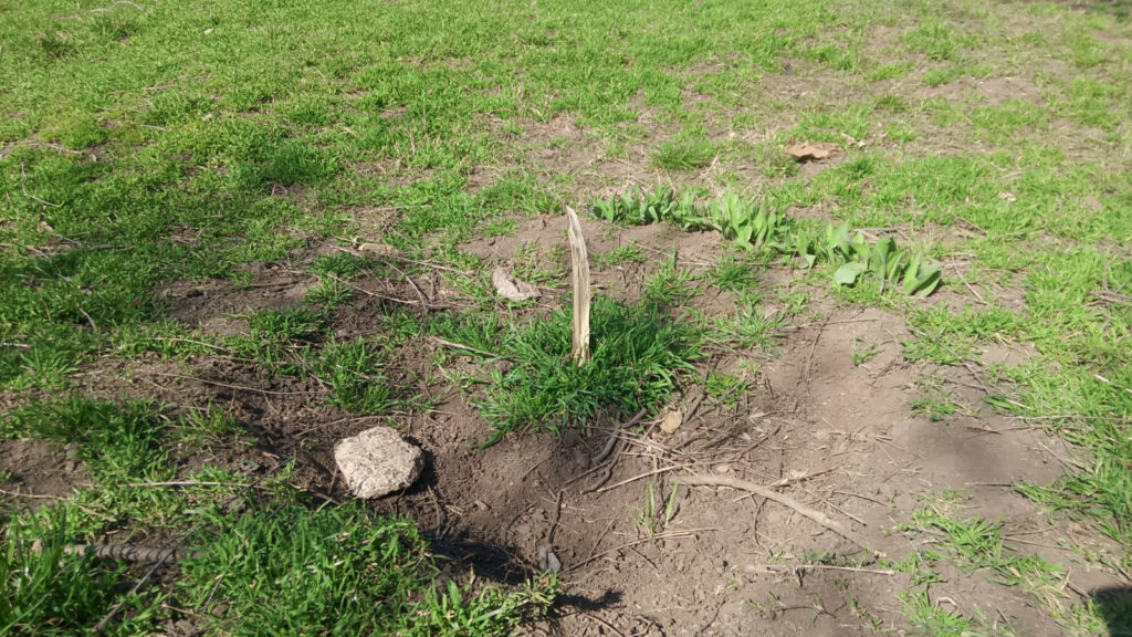 В Одессе вандалы сломали молодые деревья в парке Преображенский