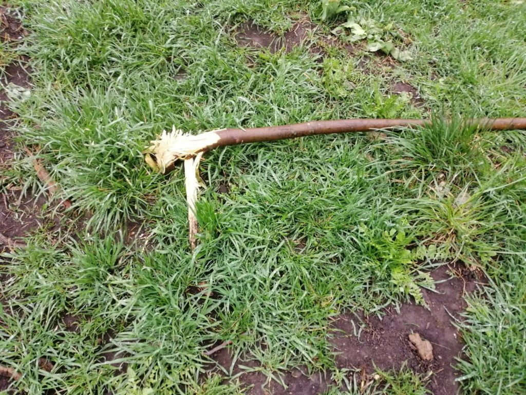 В Одессе вандалы сломали молодые деревья в парке Преображенский