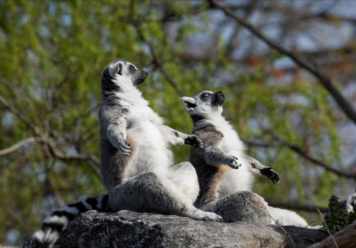 Лемуры Одесского зоопарка открыли сезон прогулок (видео)