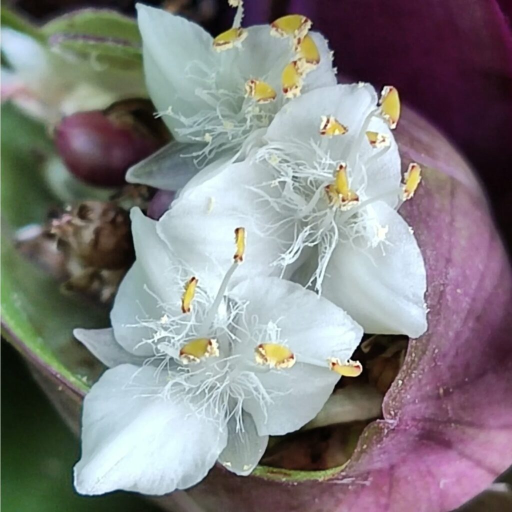 Одеський ботсад готується до сезону екскурсій: в оранжереях масово квітнуть рослини Одесский ботсад готовится к сезону экскурсий: в оранжереях массово цветут растения
