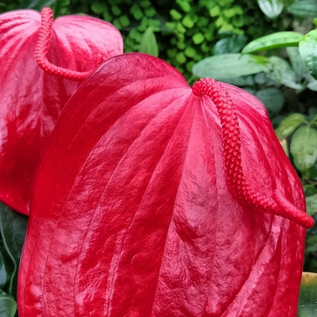 Одеський ботсад готується до сезону екскурсій: в оранжереях масово квітнуть рослини Одесский ботсад готовится к сезону экскурсий: в оранжереях массово цветут растения