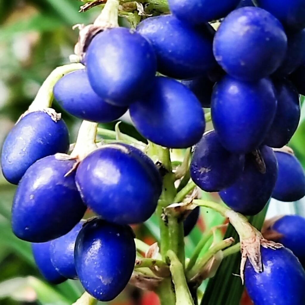 Одеський ботсад готується до сезону екскурсій: в оранжереях масово квітнуть рослини Одесский ботсад готовится к сезону экскурсий: в оранжереях массово цветут растения