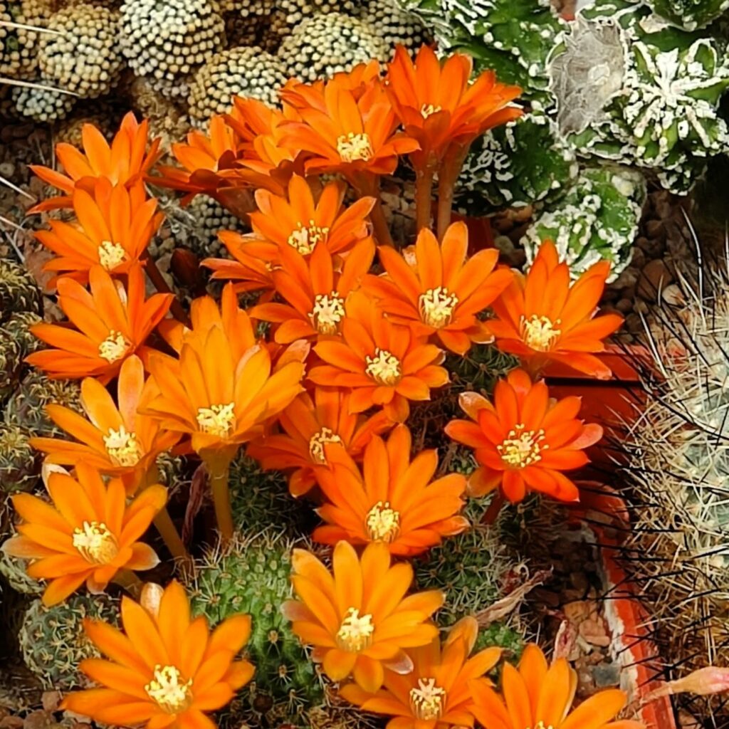 Одеський ботсад готується до сезону екскурсій: в оранжереях масово квітнуть рослини Одесский ботсад готовится к сезону экскурсий: в оранжереях массово цветут растения