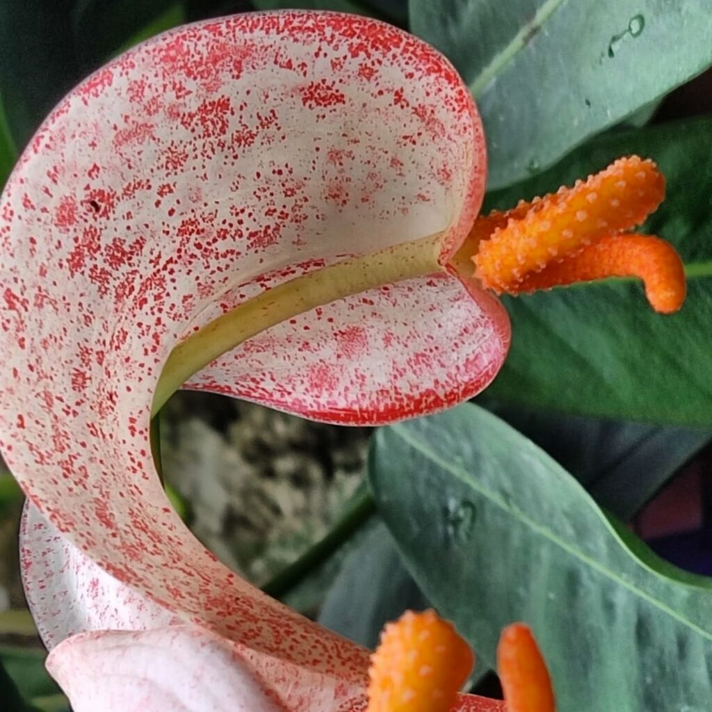 Одеський ботсад готується до сезону екскурсій: в оранжереях масово квітнуть рослини Одесский ботсад готовится к сезону экскурсий: в оранжереях массово цветут растения