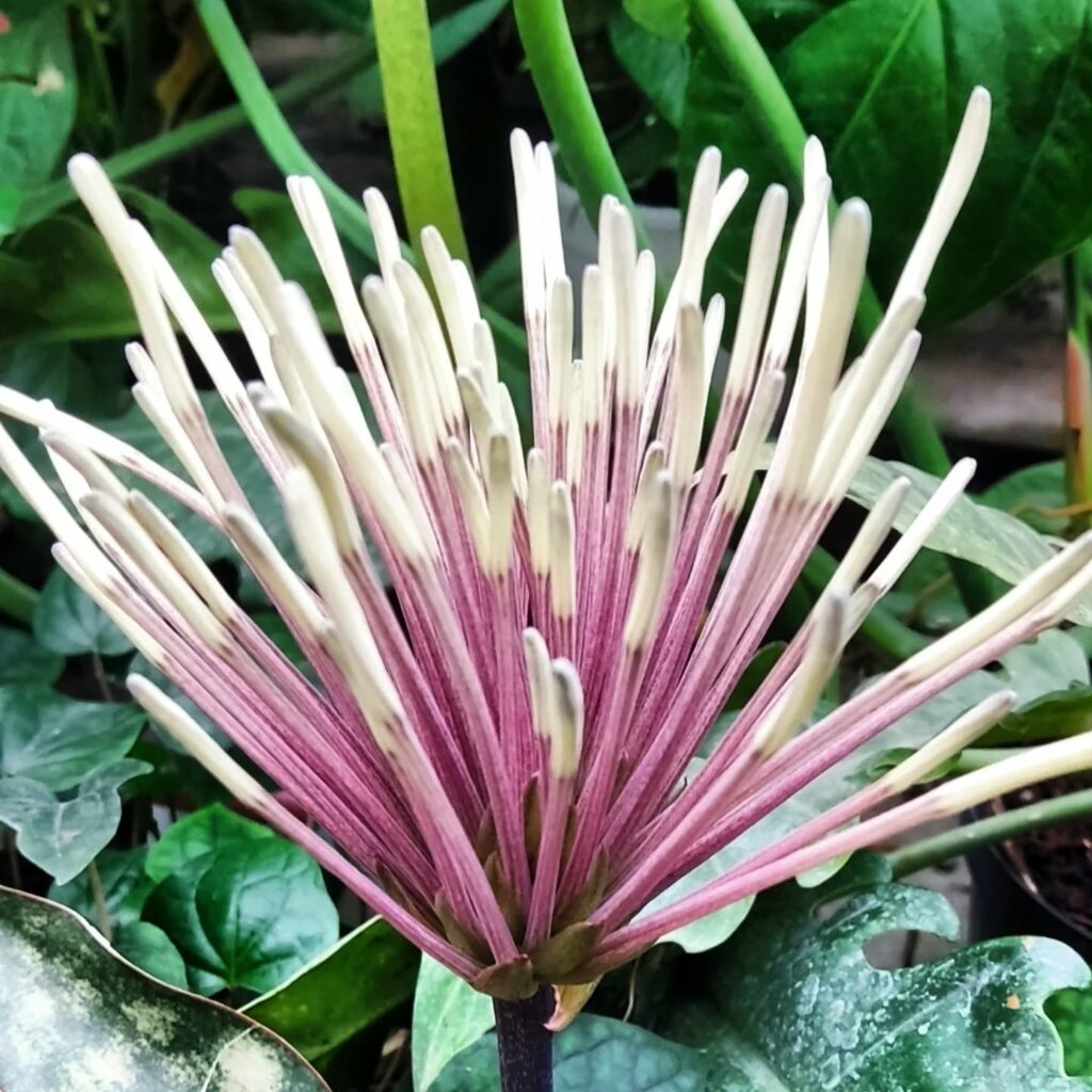 Одеський ботсад готується до сезону екскурсій: в оранжереях масово квітнуть рослини Одесский ботсад готовится к сезону экскурсий: в оранжереях массово цветут растения