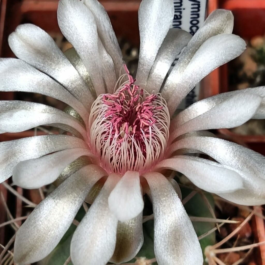 Одеський ботсад готується до сезону екскурсій: в оранжереях масово квітнуть рослини Одесский ботсад готовится к сезону экскурсий: в оранжереях массово цветут растения