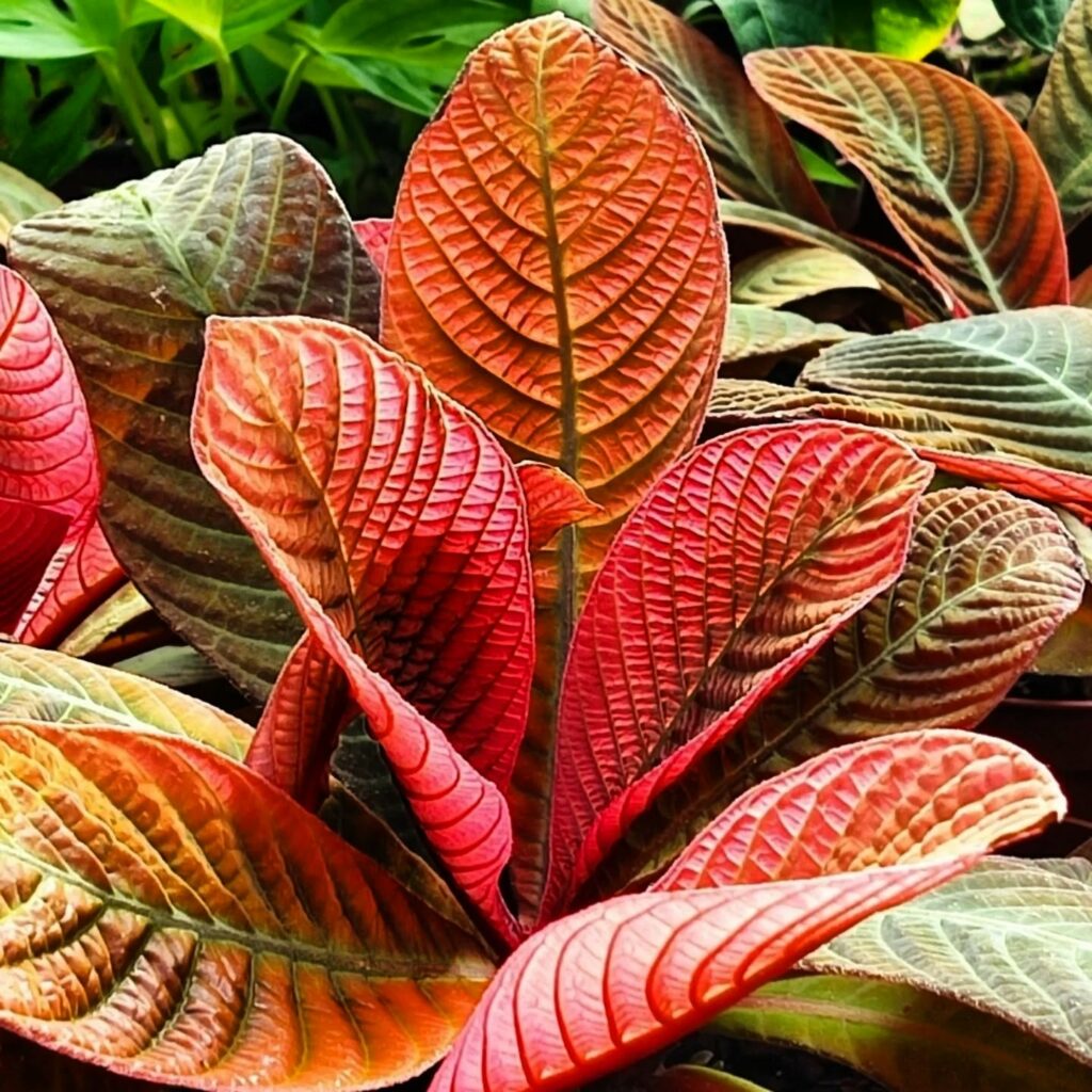 Одеський ботсад готується до сезону екскурсій: в оранжереях масово квітнуть рослини Одесский ботсад готовится к сезону экскурсий: в оранжереях массово цветут растения