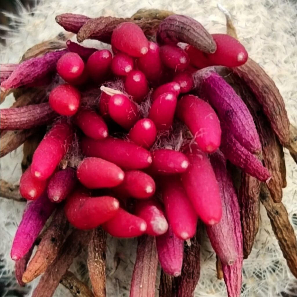 Одеський ботсад готується до сезону екскурсій: в оранжереях масово квітнуть рослини Одесский ботсад готовится к сезону экскурсий: в оранжереях массово цветут растения